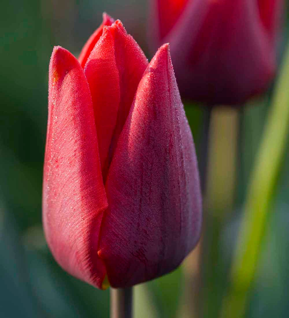 Tulip 'Couleur Cardinal'