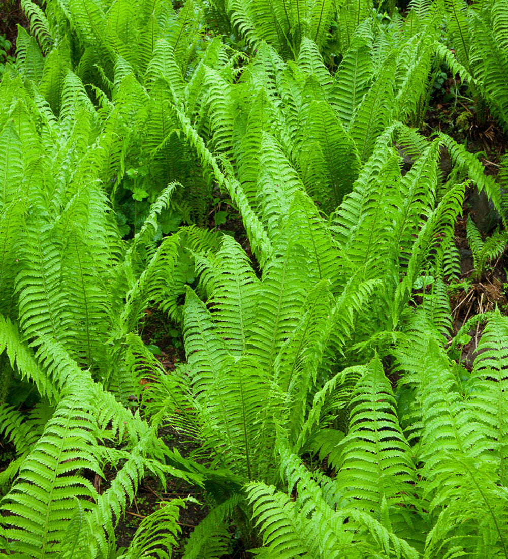 Matteuccia struthiopteris