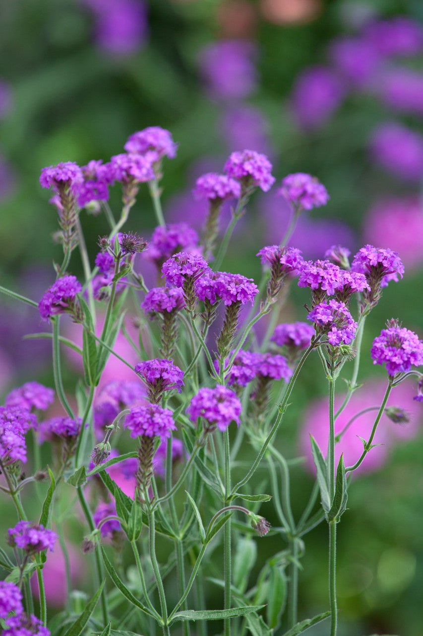 Verbena rigida