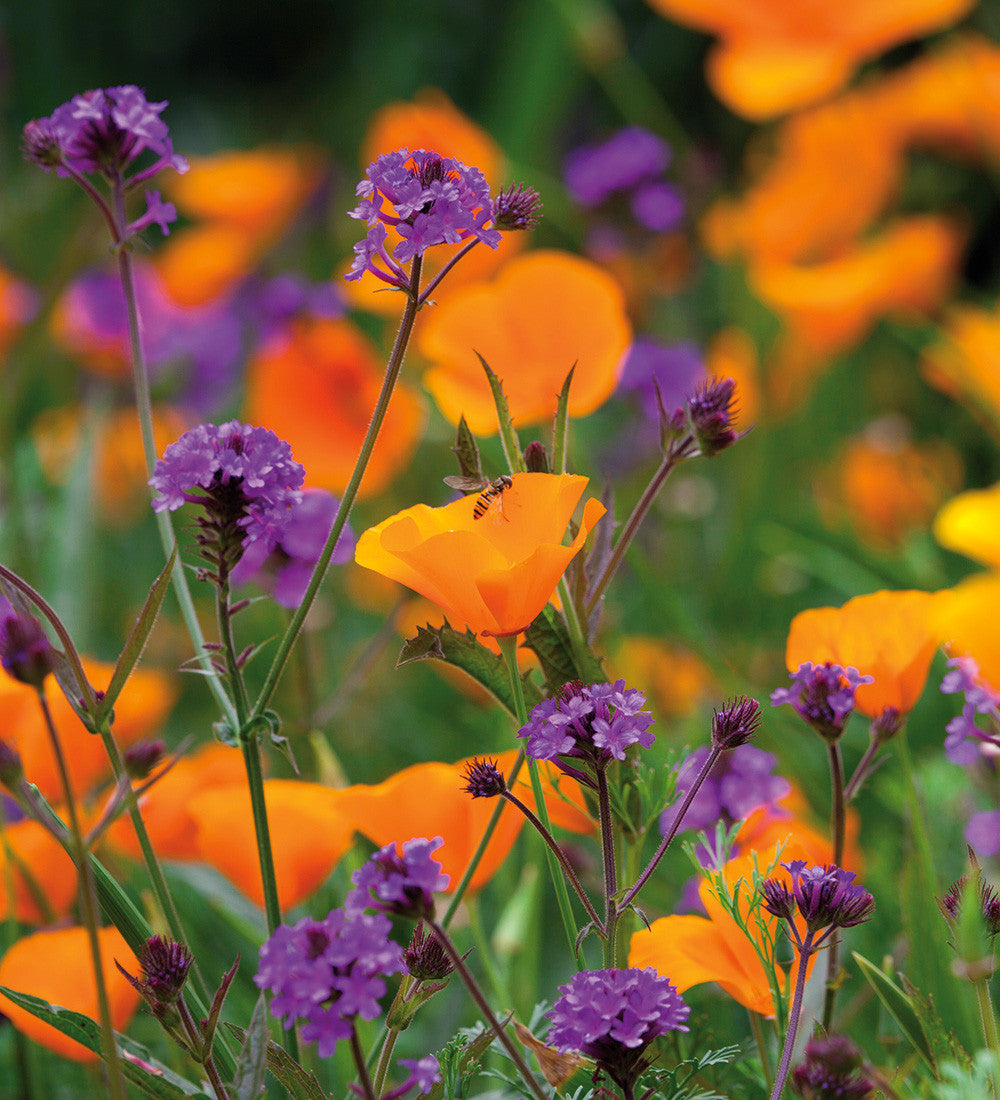Verbena rigida