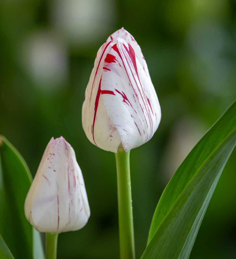 Tulip 'One Direction'