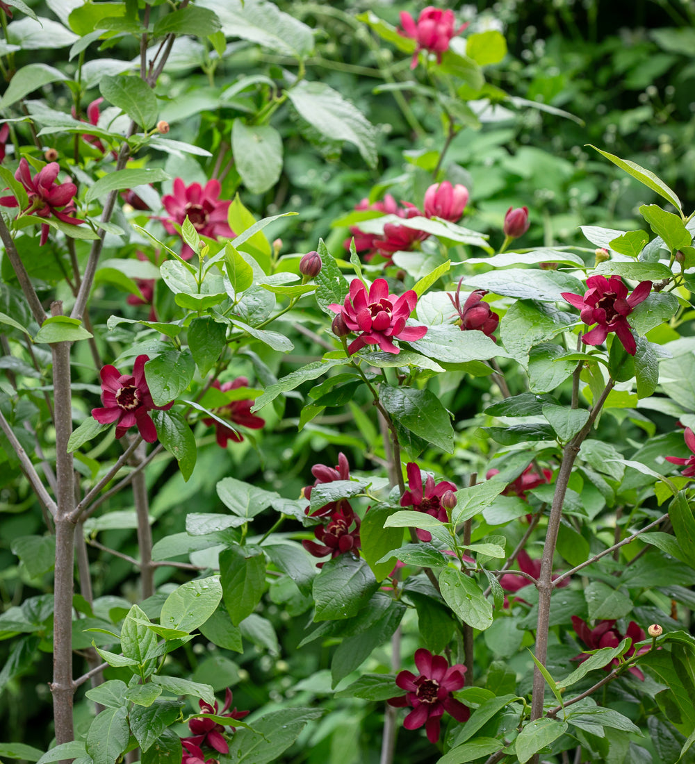 Calycanthus 'Aphrodite'