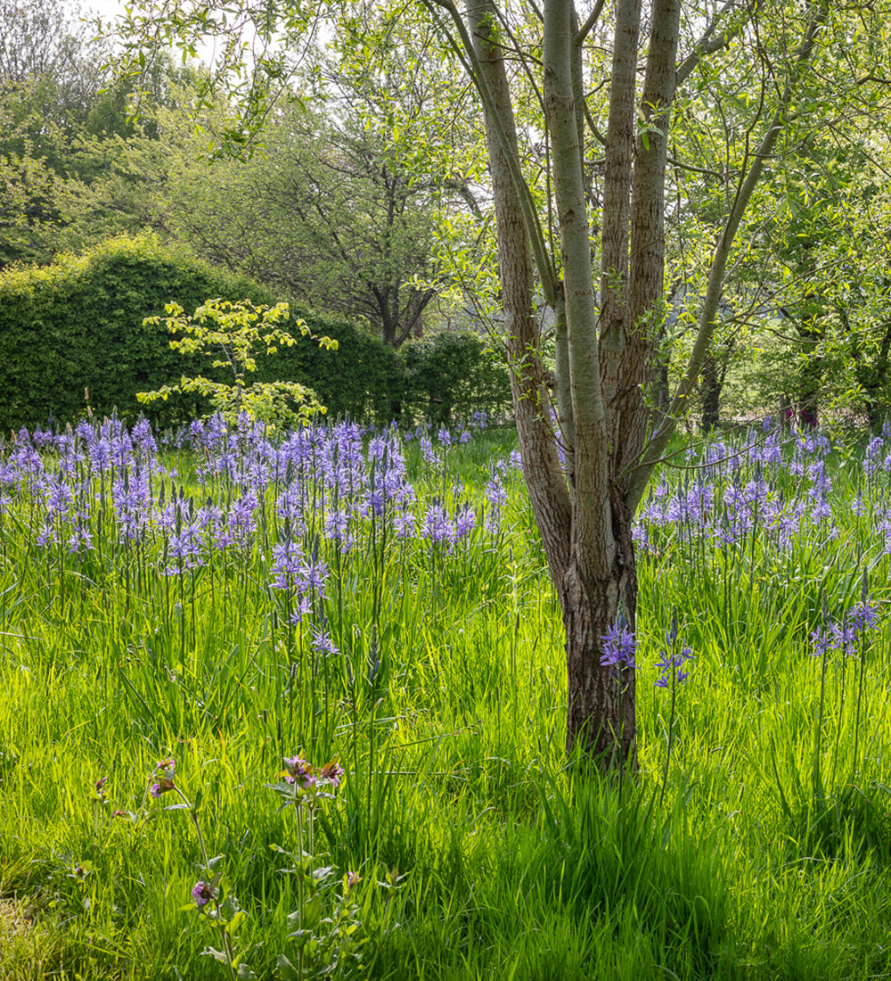 Spring Meadow Bulb Collection