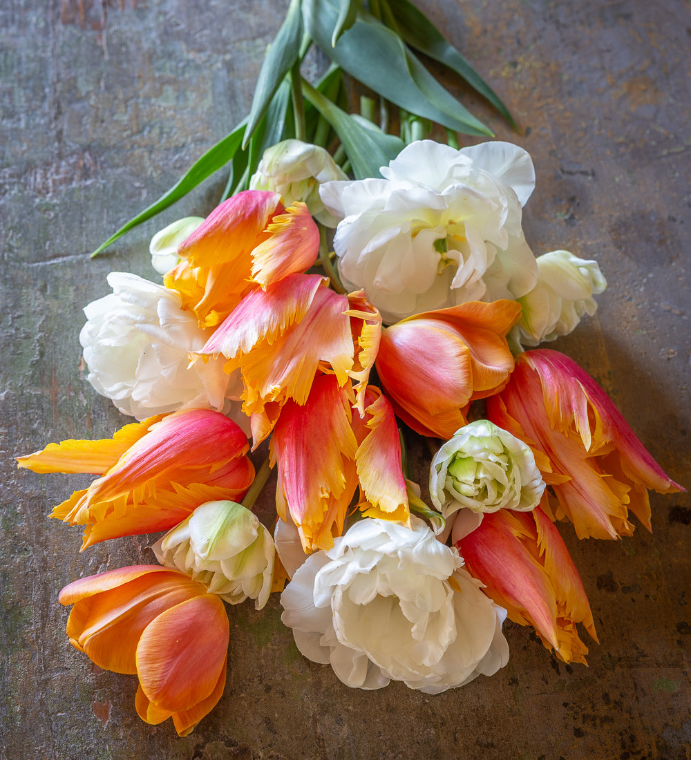 Flaming Memory Tulip Collection