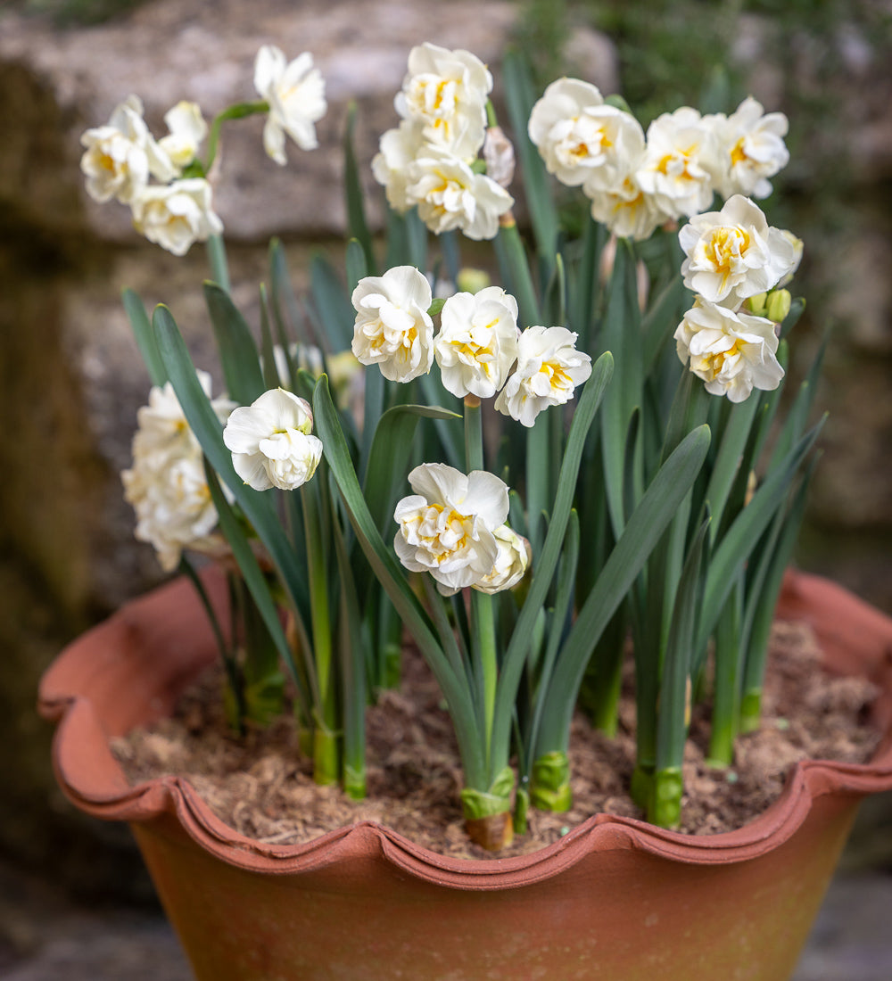 Narcissus 'Bridal Crown'