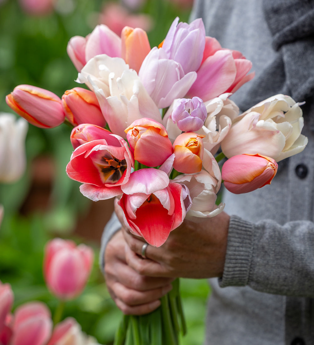 Light the Shade Tulip Collection