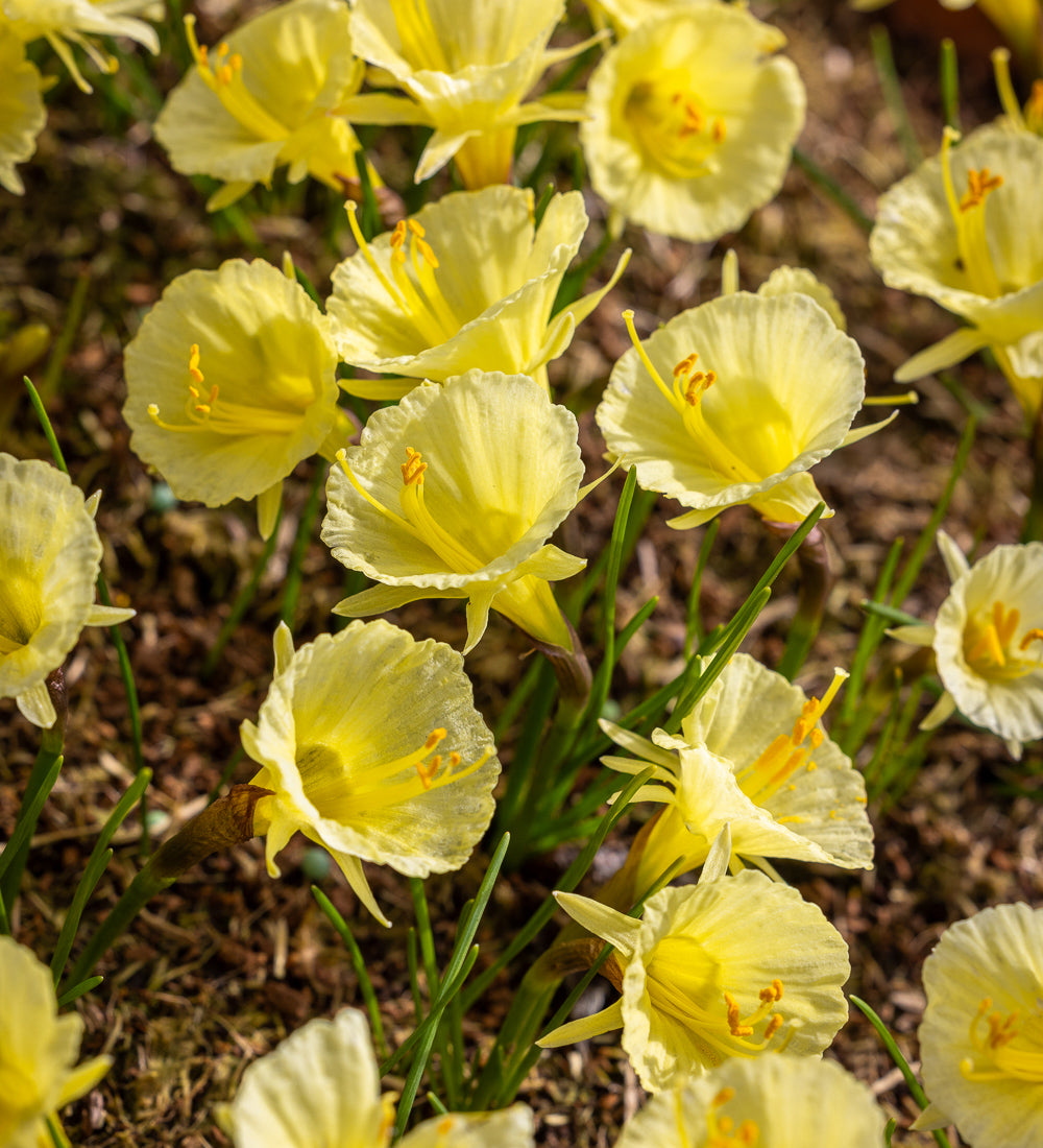 Narcissus 'Julia Jane'