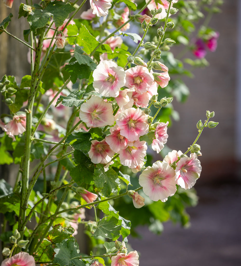 Alcea rosea 'Halo Blush' (Halo Series)