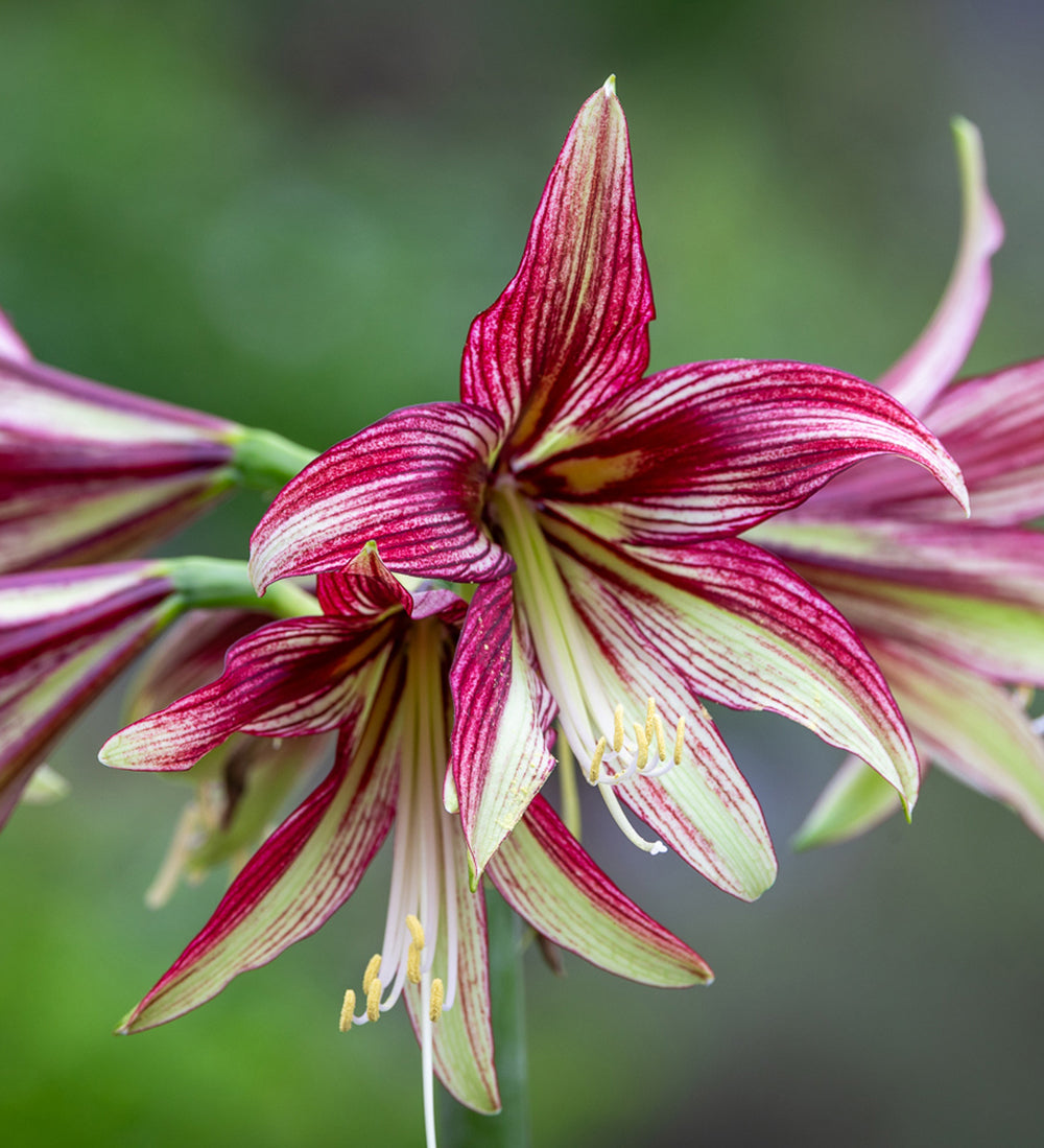 Amaryllis 'Mystica'