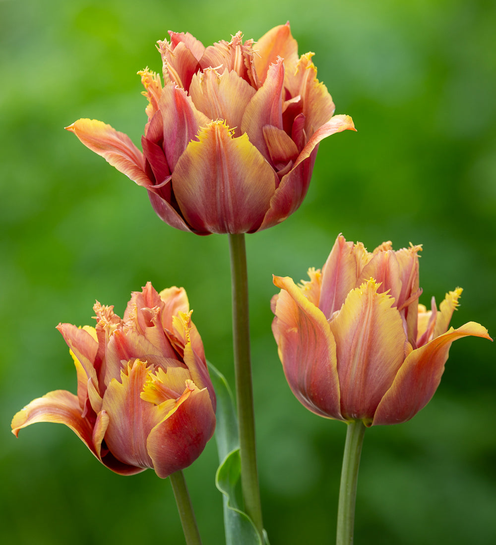 Tulip 'Callahan'