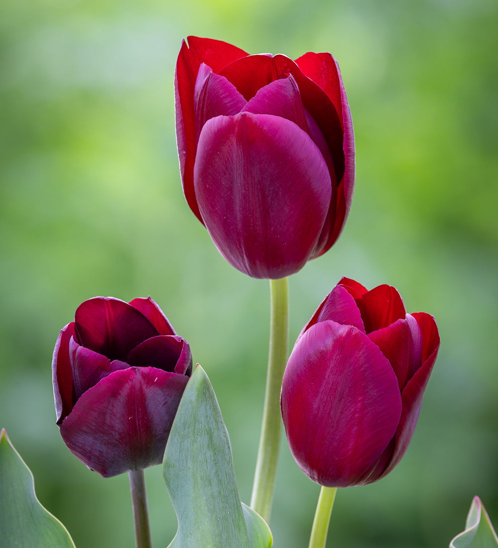 Tulip 'Ronaldo Unique'