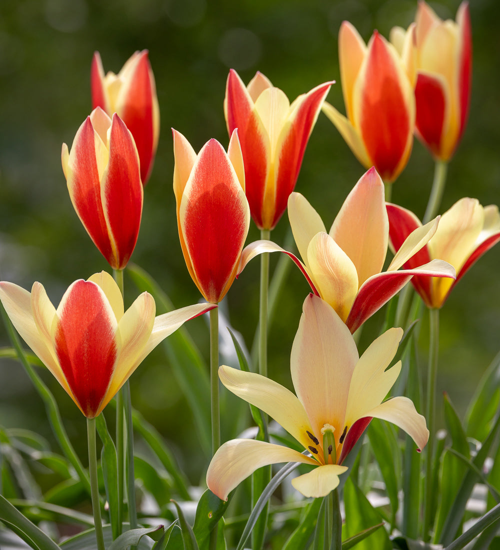 Tulip 'Taco'