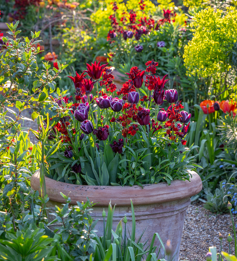 Silk Velvet Tulip and Wallflower Collection