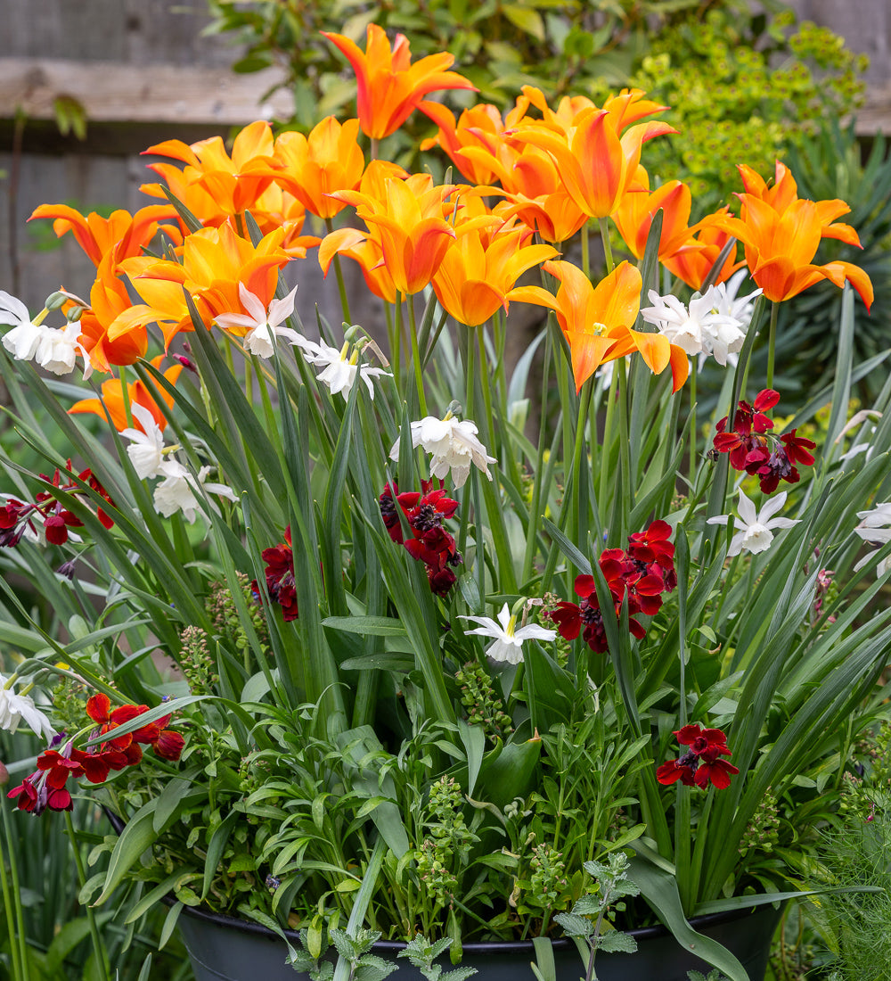 Scented Fireworks Bulb and Wallflower Collection