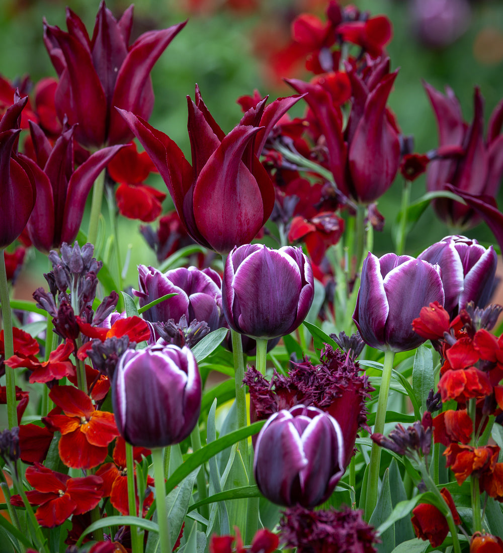Silk Velvet Tulip Collection