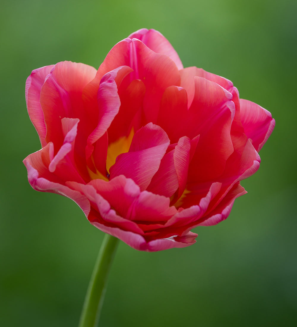Tulip 'Pink Symbiose'