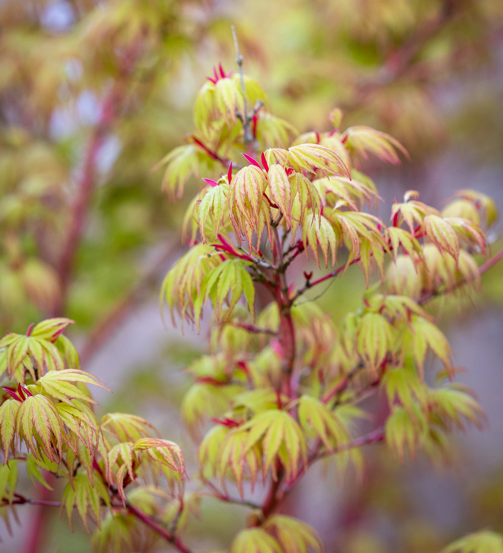 Acer palmatum 'Sango-Kaku'