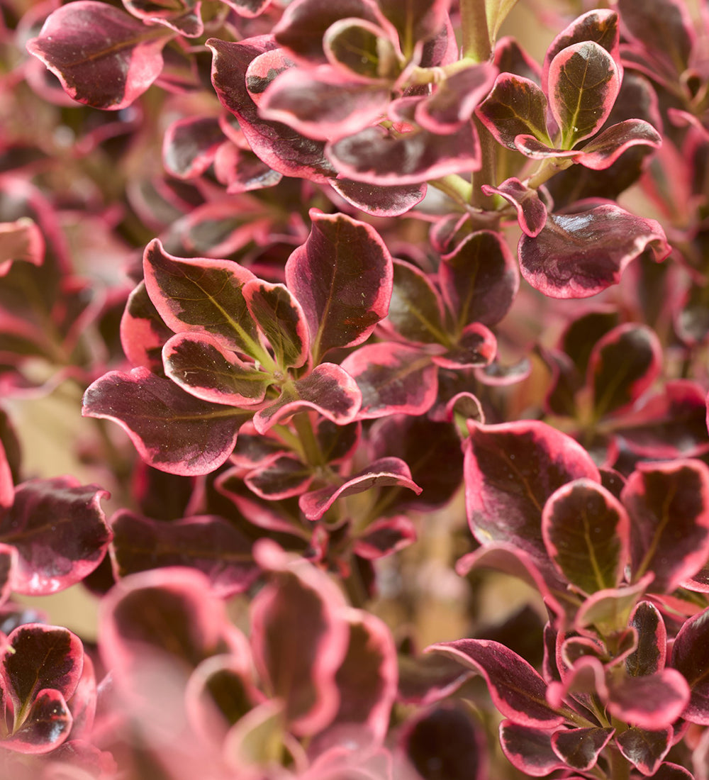 Coprosma repens 'Eclipse'