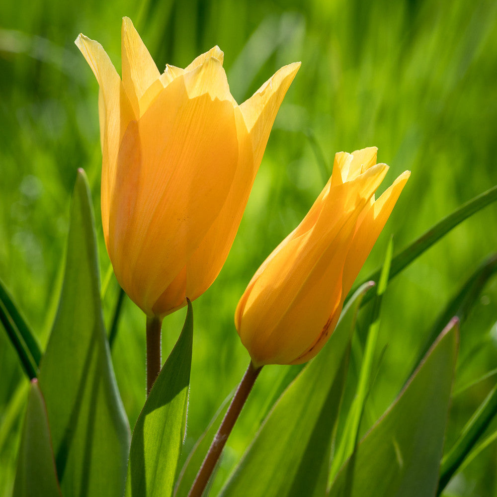 Tulip 'Shogun'