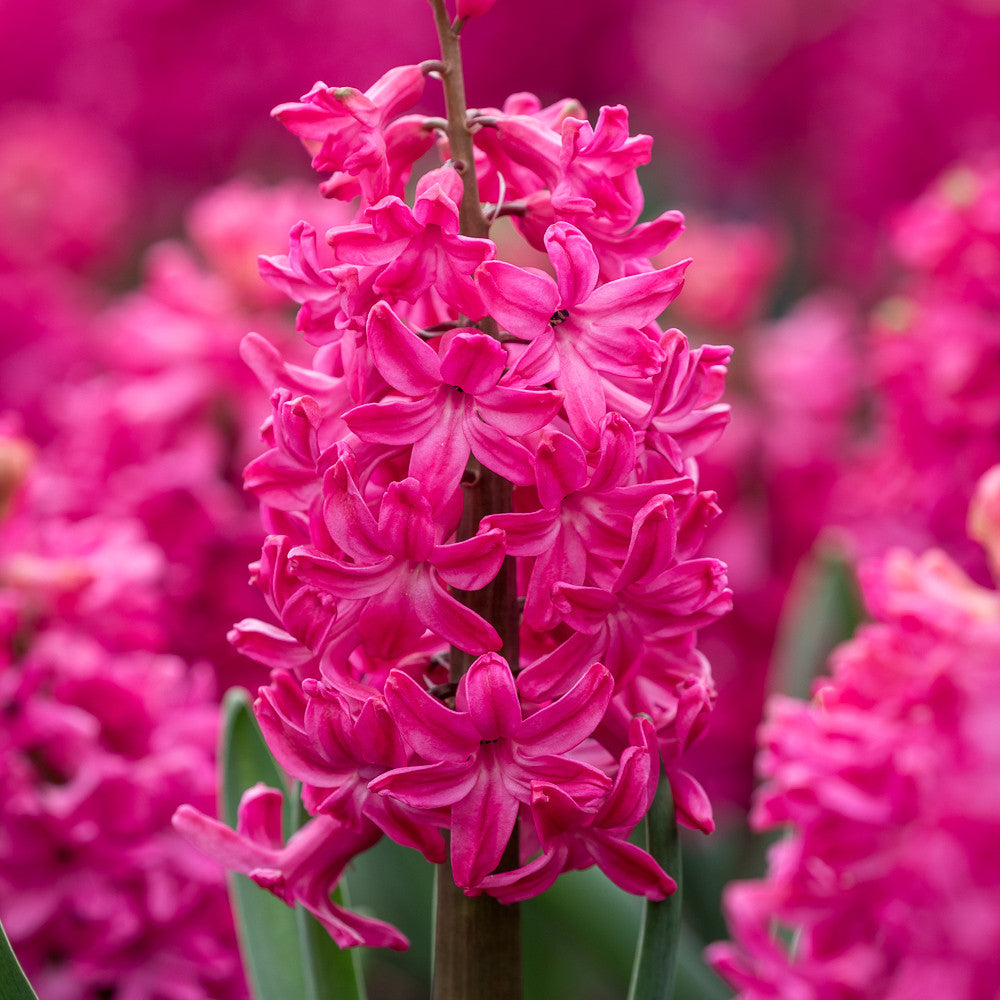 Hyacinthus orientalis 'Jan Bos'