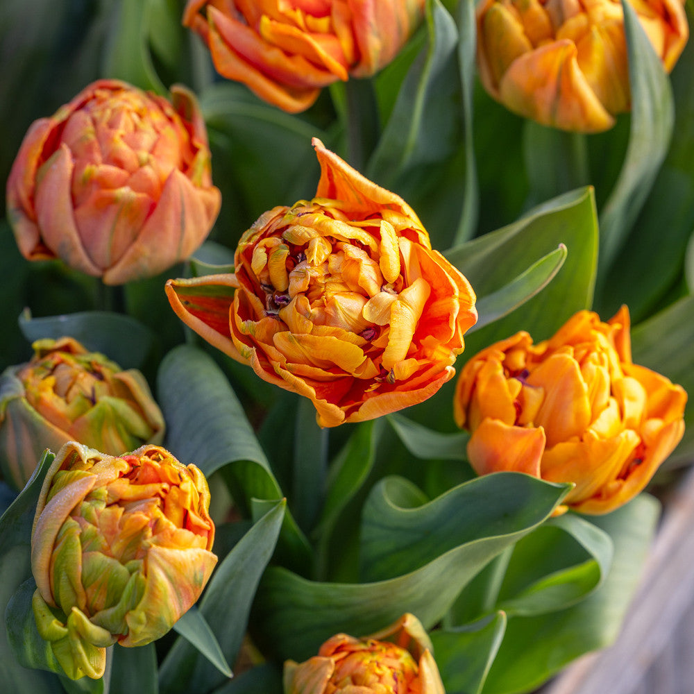 Tulip 'Valdivia'