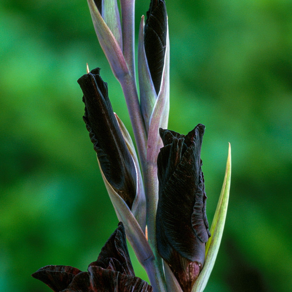 Gladiolus 'Zorro'