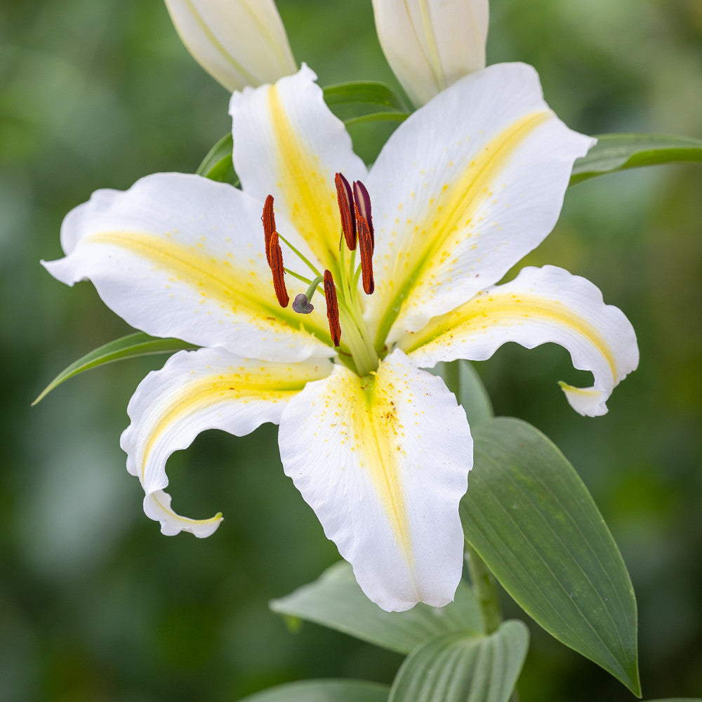 Lilium 'Bafferari'