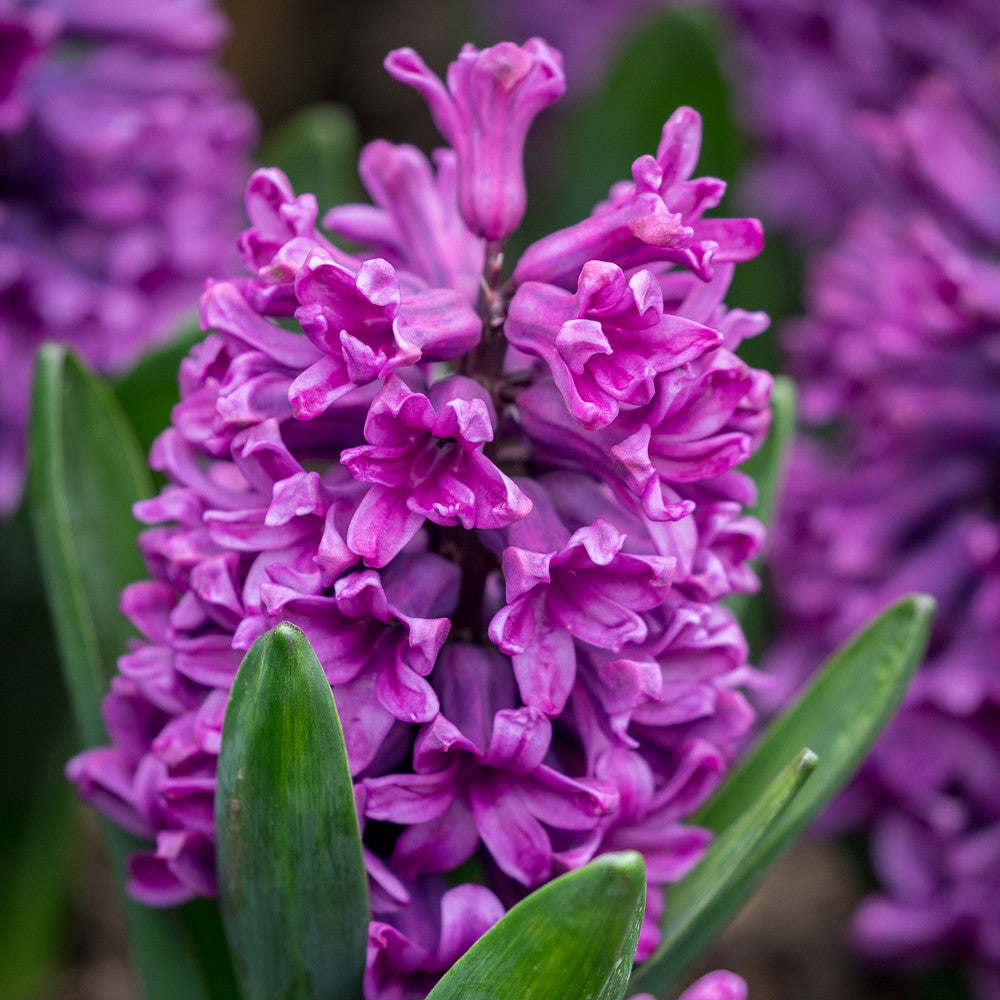 Hyacinthus orientalis 'Purple Voice' (Forcing)