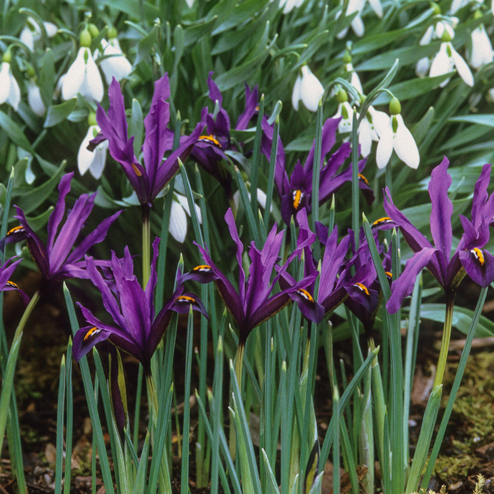 Iris 'JS Dijt' (Reticulata)