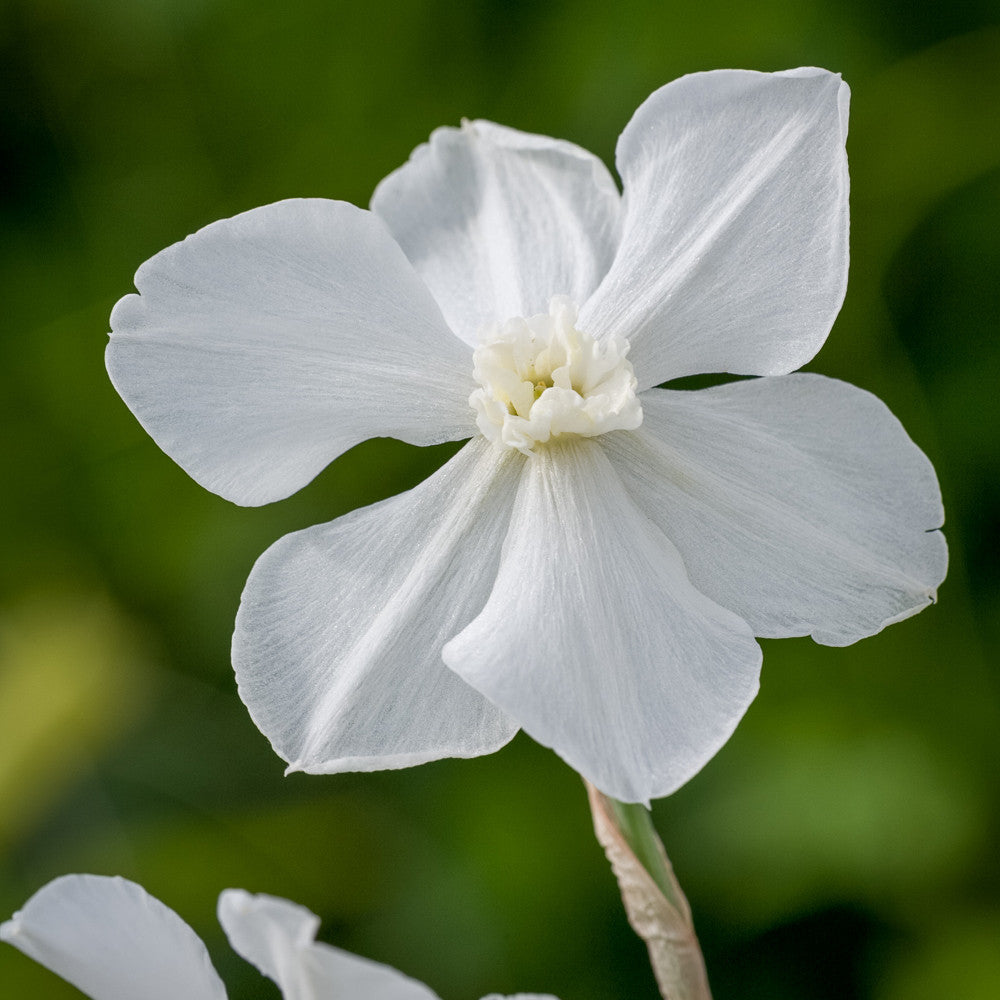Narcissus 'Polar Ice'