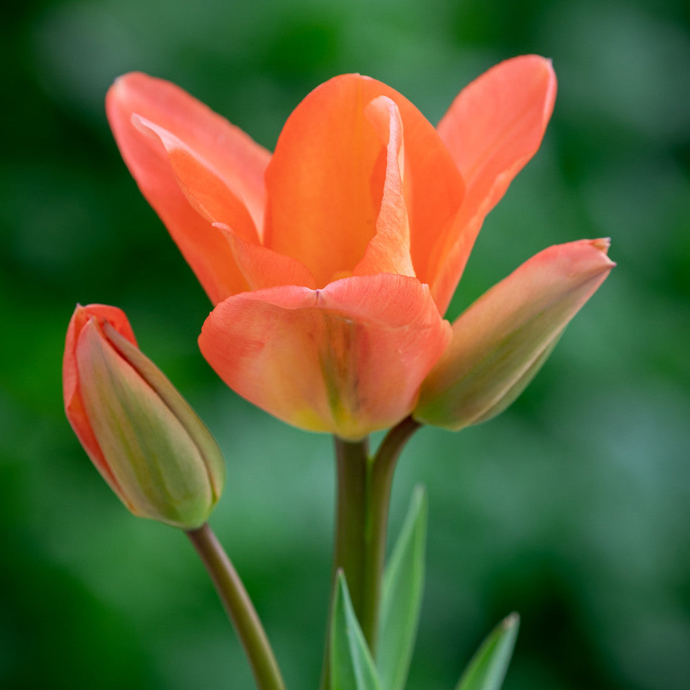 (Tulipa) Tulip 'Apricot Emperor'