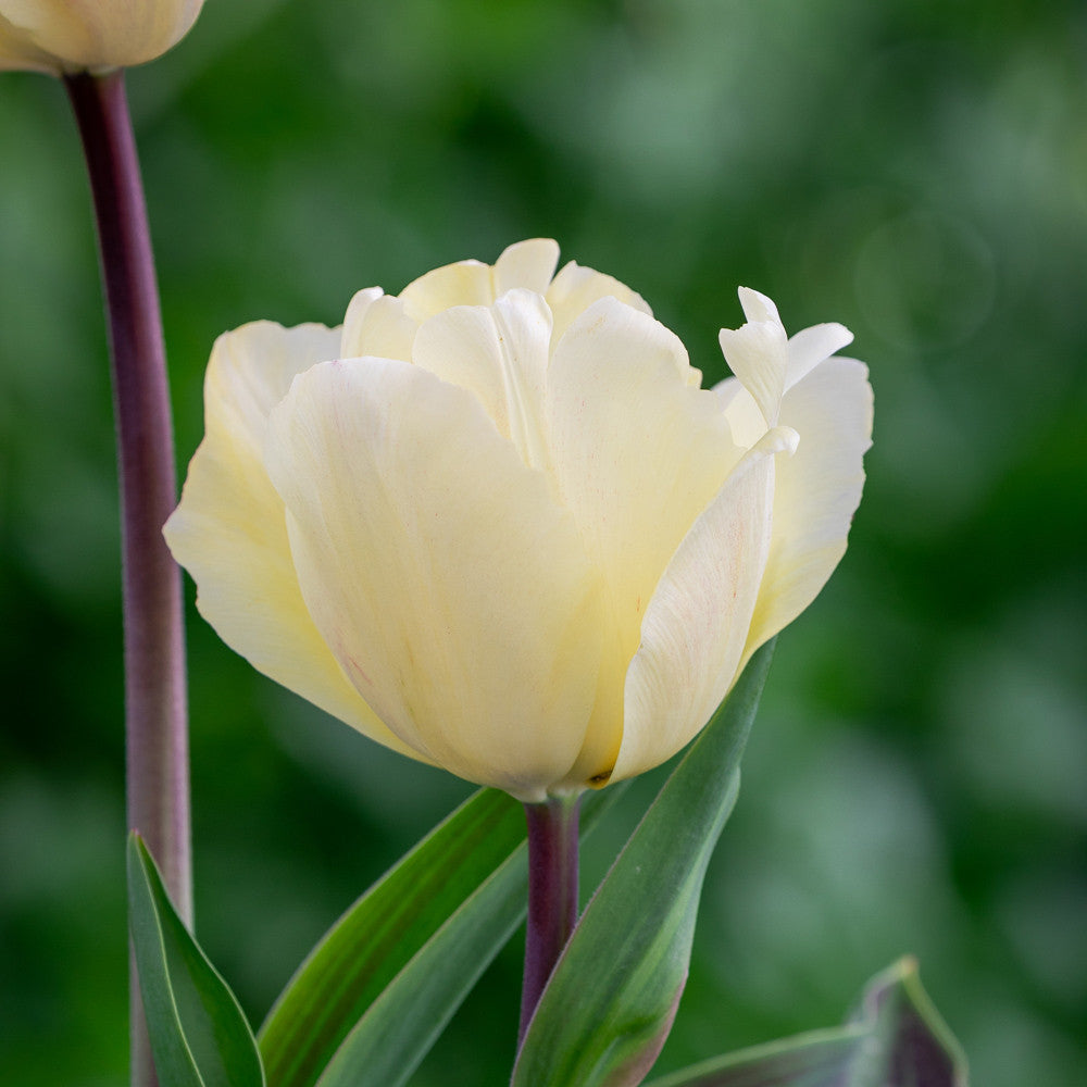 Tulip 'Sunny Prince'