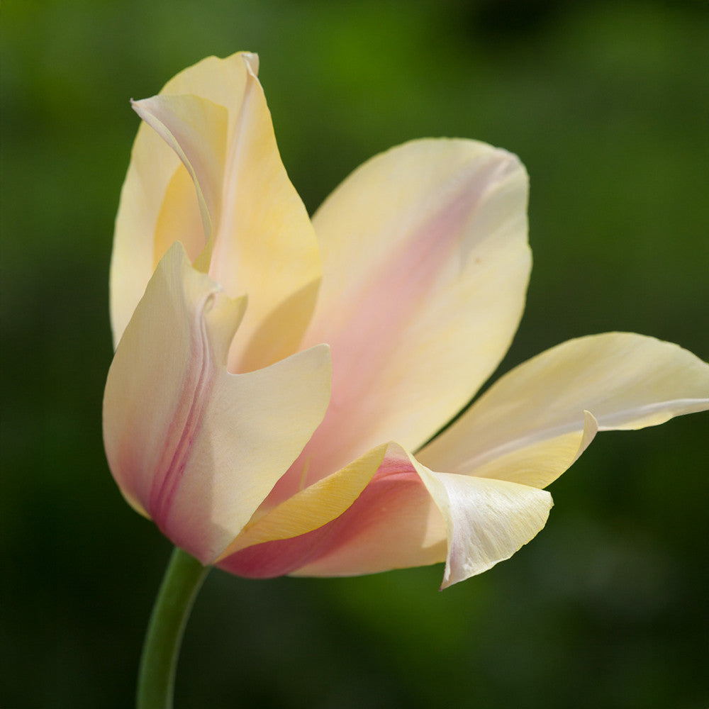 Tulip 'Blushing Lady'