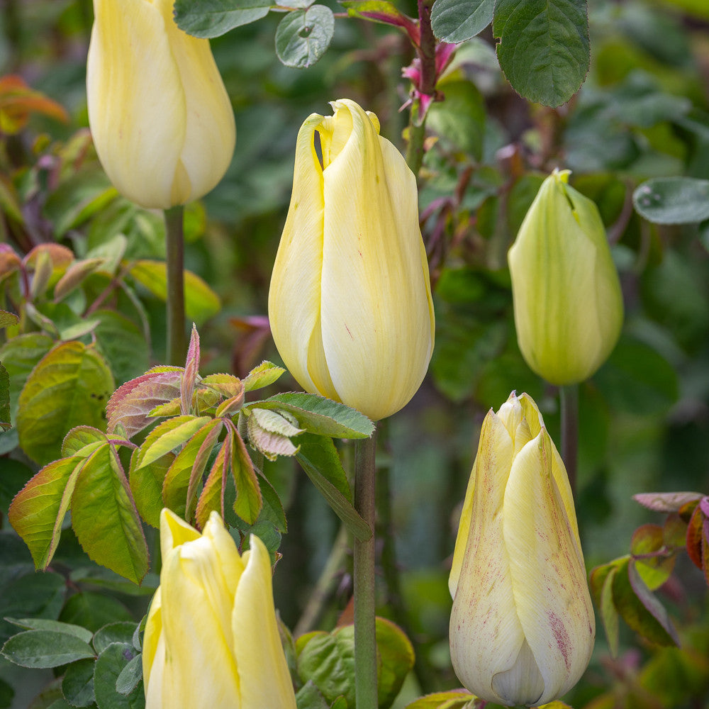Tulip 'Muscadet'