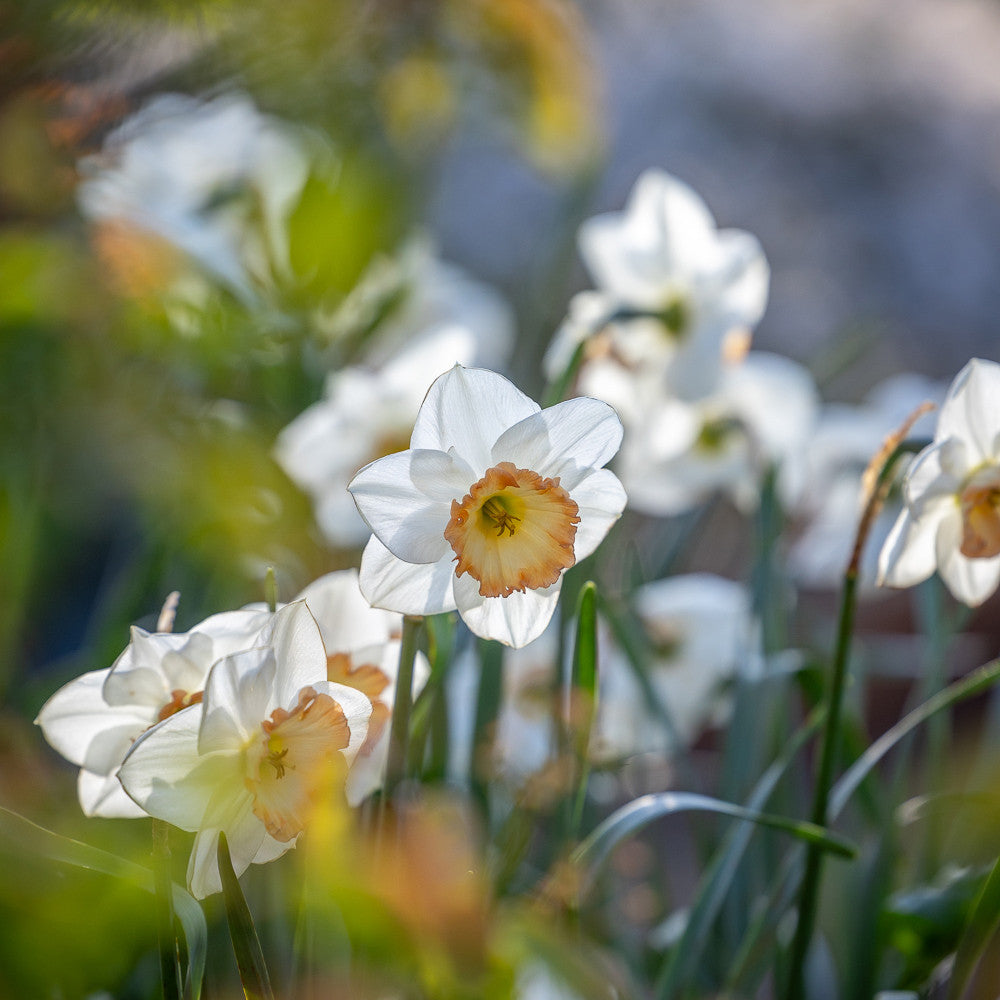 Narcissus 'Flower Record'