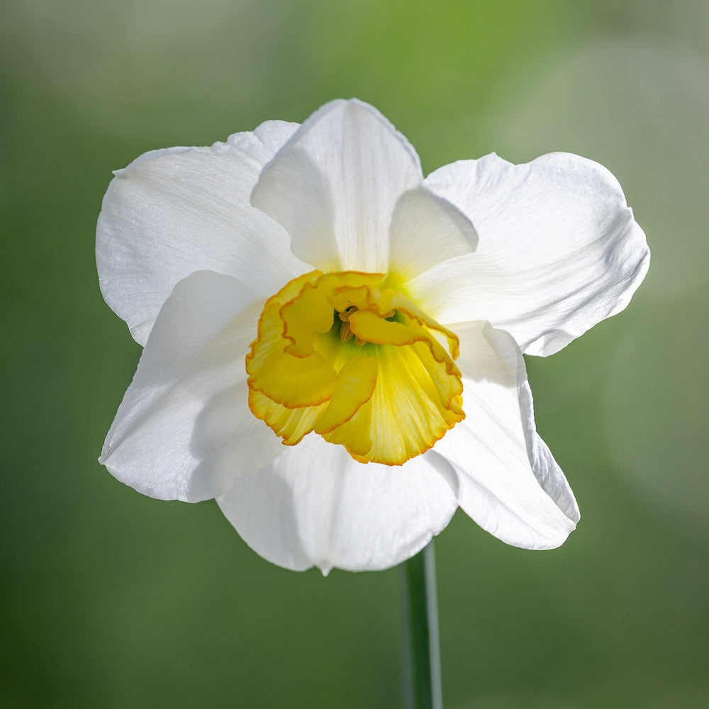 Narcissus 'Papillion Blanc'