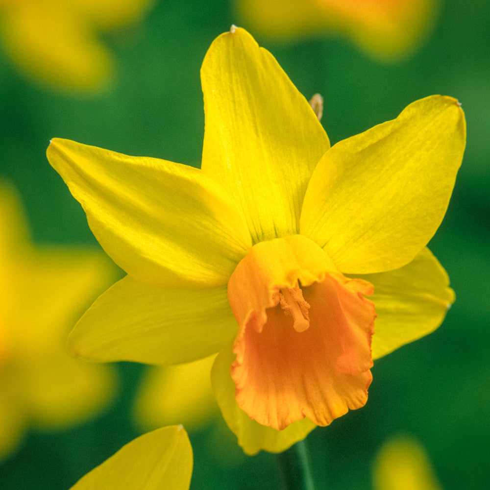 Narcissus Jetfire