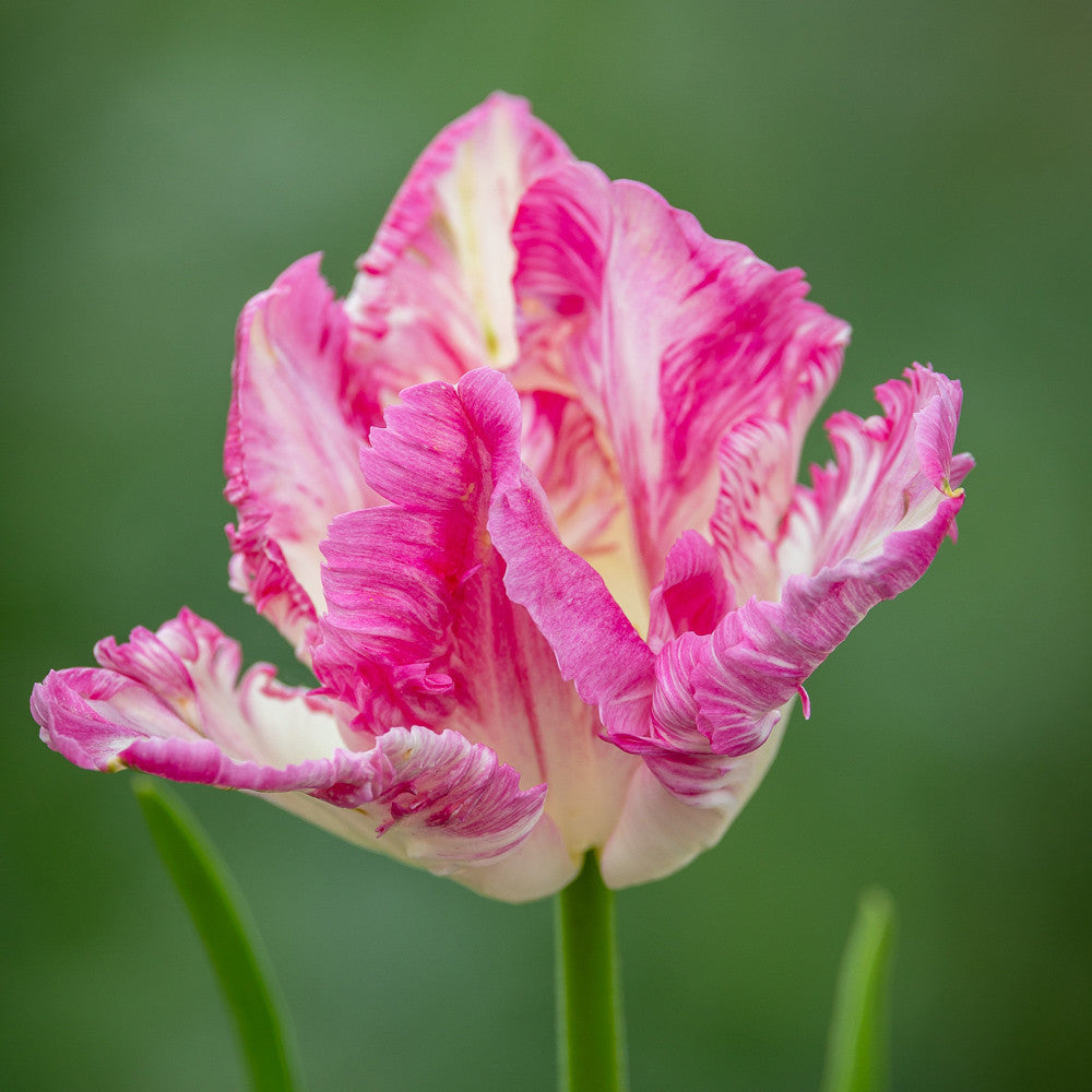 Tulip 'Cabanna Parrot'