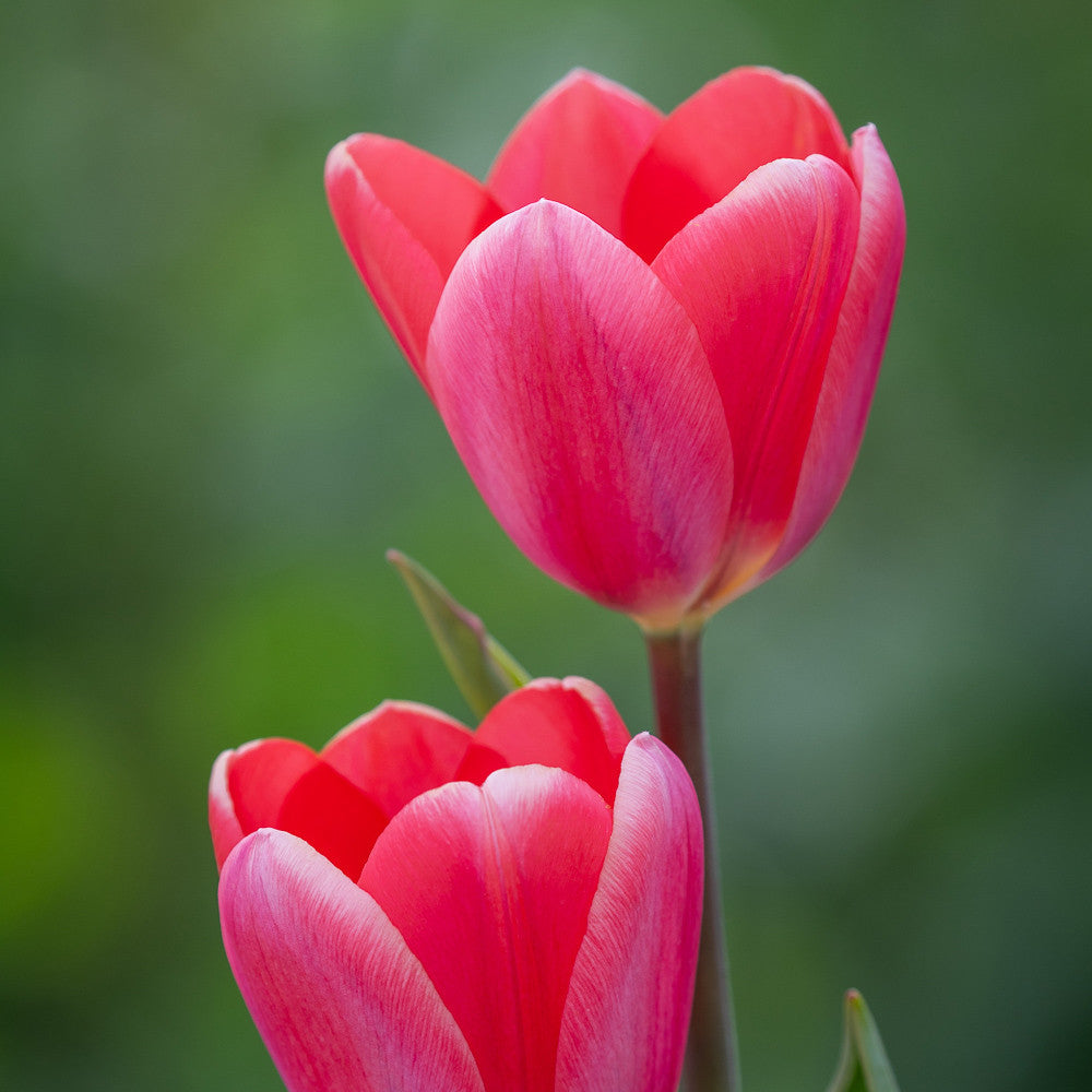 Tulip 'Cosmopolitan'