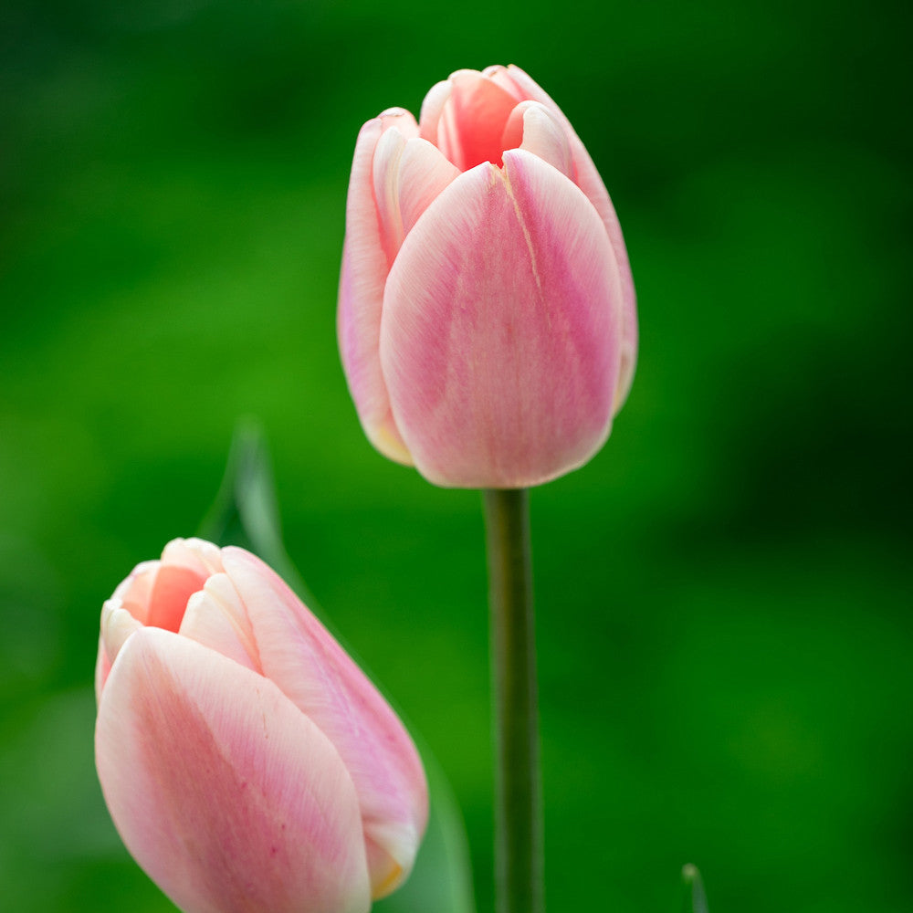 Tulip 'Chica Dura'
