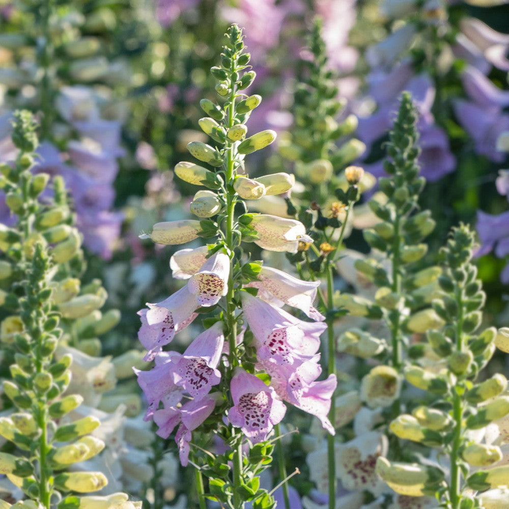Digitalis purpurea 'Camelot Lavender' F1