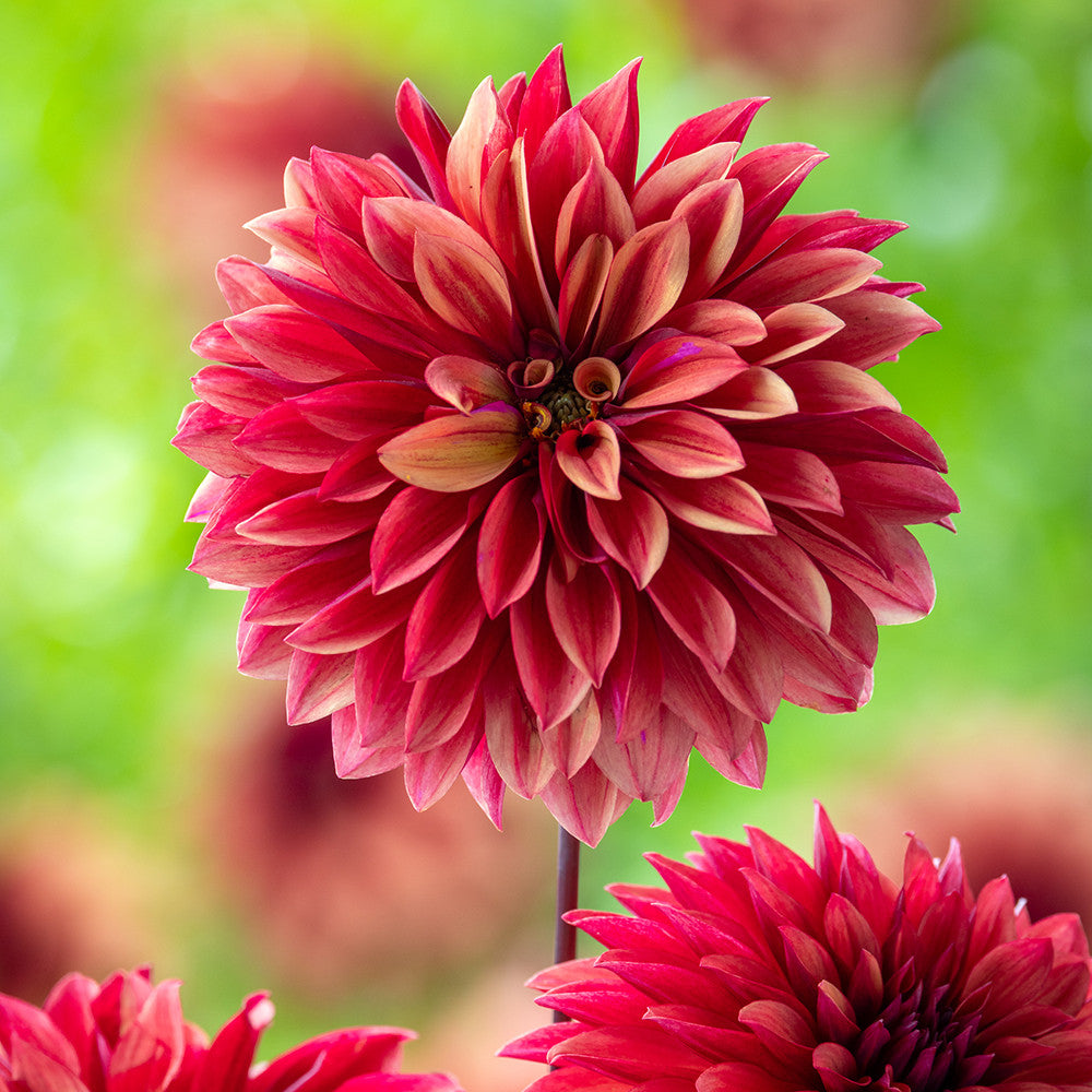 Dahlia 'Danique'