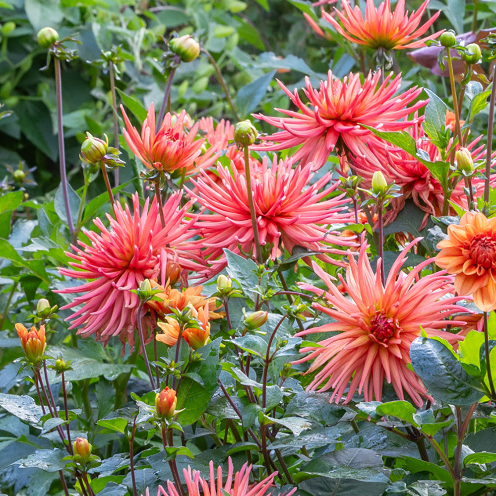 Dahlia 'Park Record'