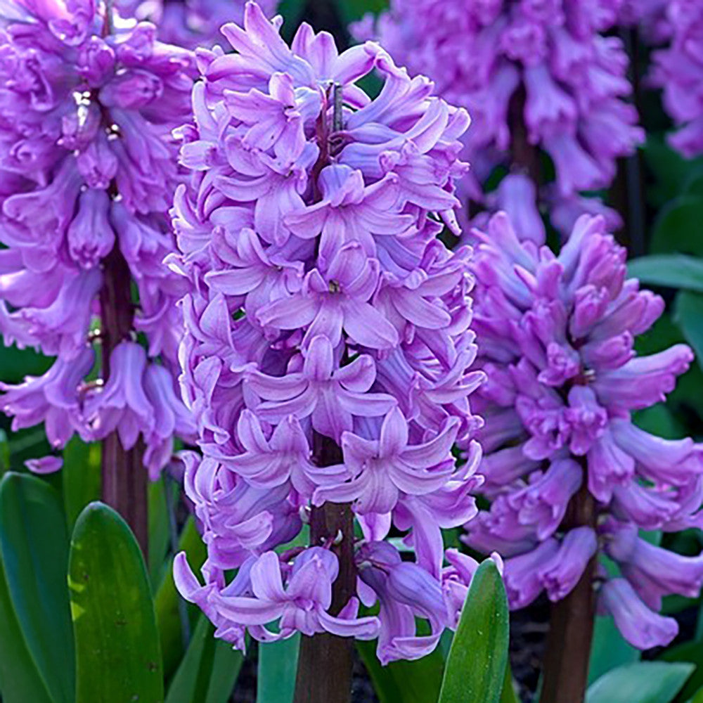 Hyacinthus orientalis 'Purple Star' (Forcing)