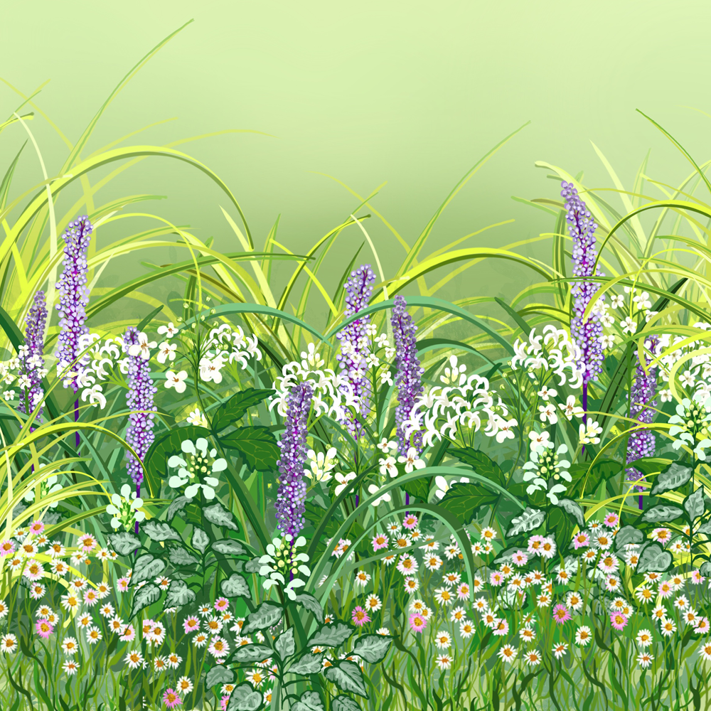 Plants for Ground Cover Border Collection