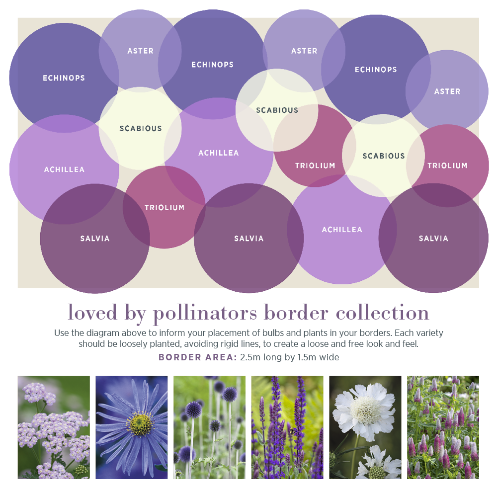 Loved by Pollinators Border Collection