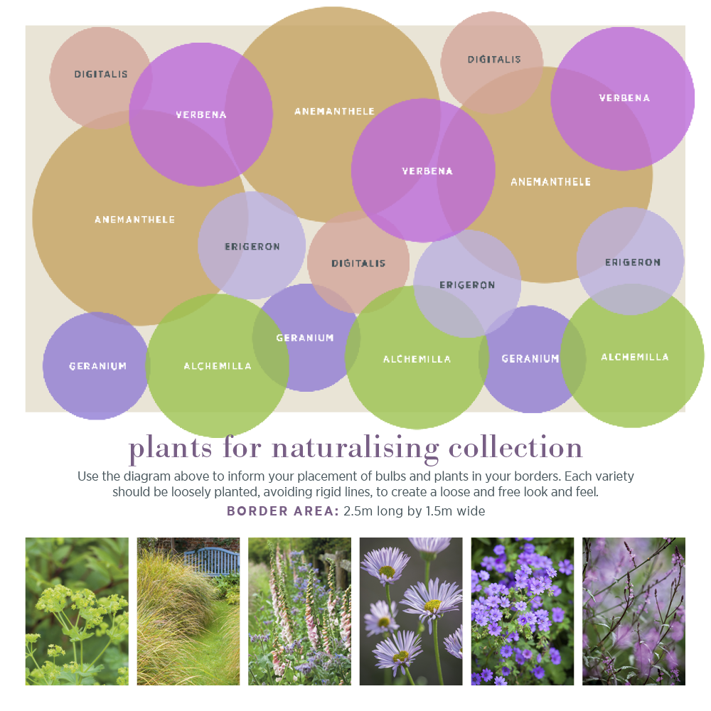 Plants for Naturalising Border Collection