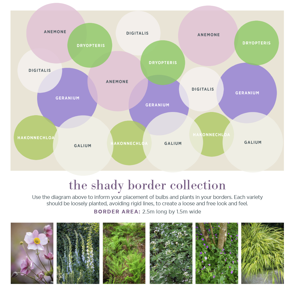 The Shady Border Collection