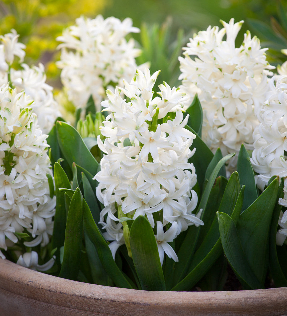 Hyacinths in Leaf Planter