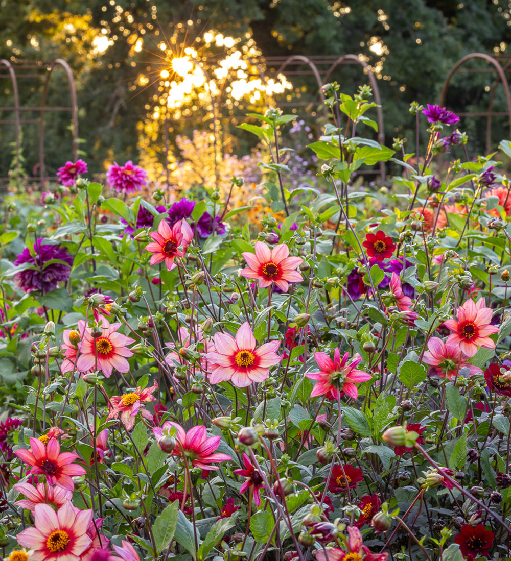 A Day with Alan Titchmarsh ‘Why I garden’ at Perch Hill Farm